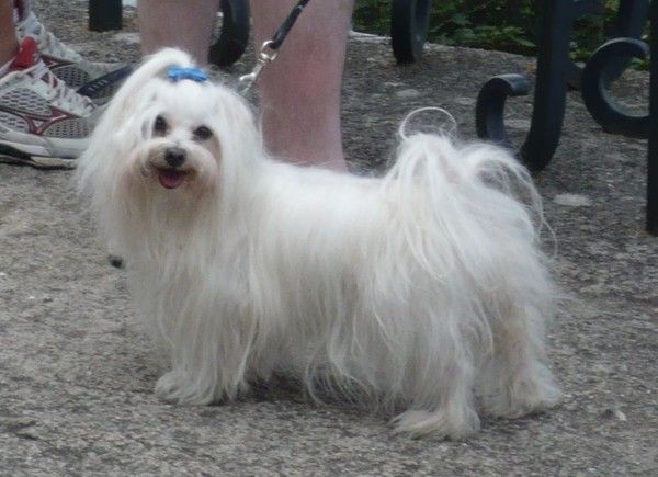 Sybel, une nouvelle étoile dans le ciel